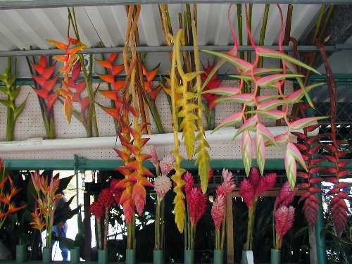 http://www.heliconiasocietypr.org/heliconia_display-small_file.jpg