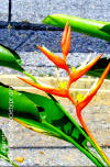 Heliconia angusta