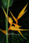 Heliconia latispatha x collinsiana 'Doña Aida'