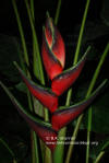 Heliconia orthotricha 'Total Eclipse'