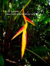 Heliconia pastazae (young inflorescence)