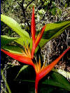 Heliconia psittacorum x spathocircinata 'Guyana'