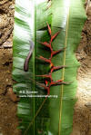 Heliconia osaensis