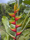 Heliconia bihai 'Aurea'