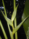 Heliconia bihai 'Emerald Forest'