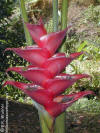 Heliconia caribaea 'Prince of Darkness'