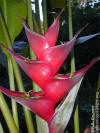 Heliconia caribaea 'St. Lucia'