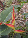 Heliconia irrasa