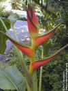 Heliconia orthotricha 'Butterfield'