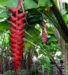 Heliconia pogonantha x mariae 'Dinosaur'