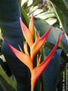 Heliconia psittacorum x spathocircinata 'Tropics'