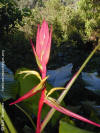 Heliconia schiediana