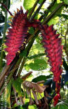 Heliconia curtispatha x mariae 'Crocodile'