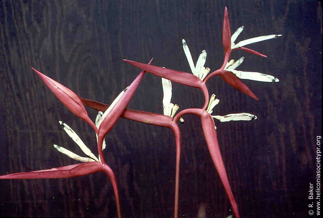 Heliconia acuminata 'Taruma'