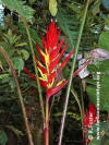 Heliconia adflexa