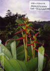 Heliconia aemygdiana transandina