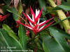 Heliconia angusta 'Holiday'