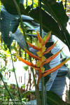 Heliconia angusta 'Orange Christmas'