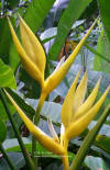 Heliconia angusta 'Yellow Christmas'