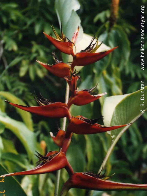Heliconia beckneri 'Hall Red'