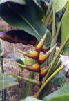 Heliconia bihai 'Banana Split'