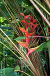 Heliconia bihai 'Purple Throat'