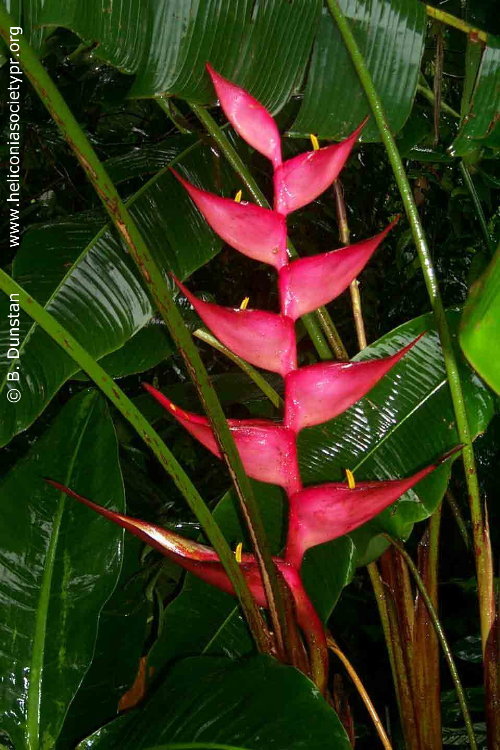 Heliconia bourgaeana, Red Lobster Claw