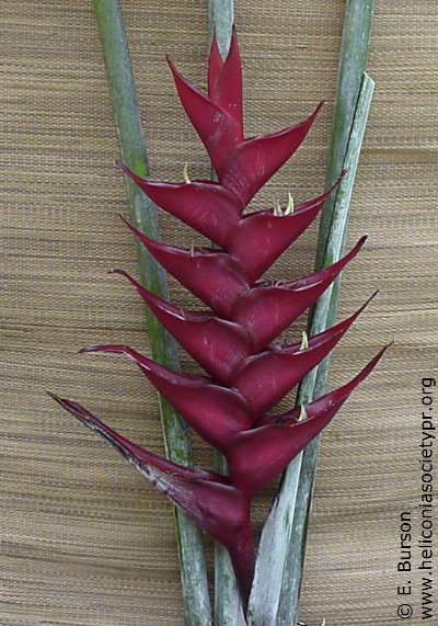 Heliconia caribaea 'Black Magic'