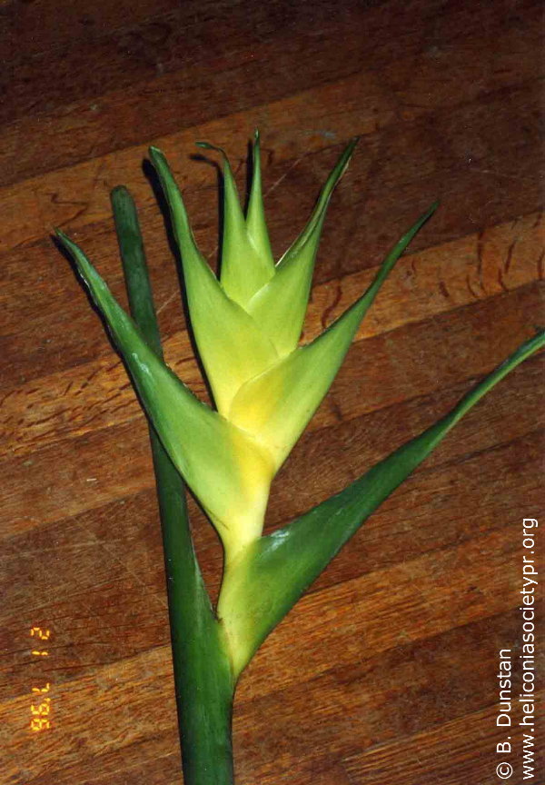 Heliconia caribaea 'Chartreuse'