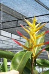 Heliconia cordata