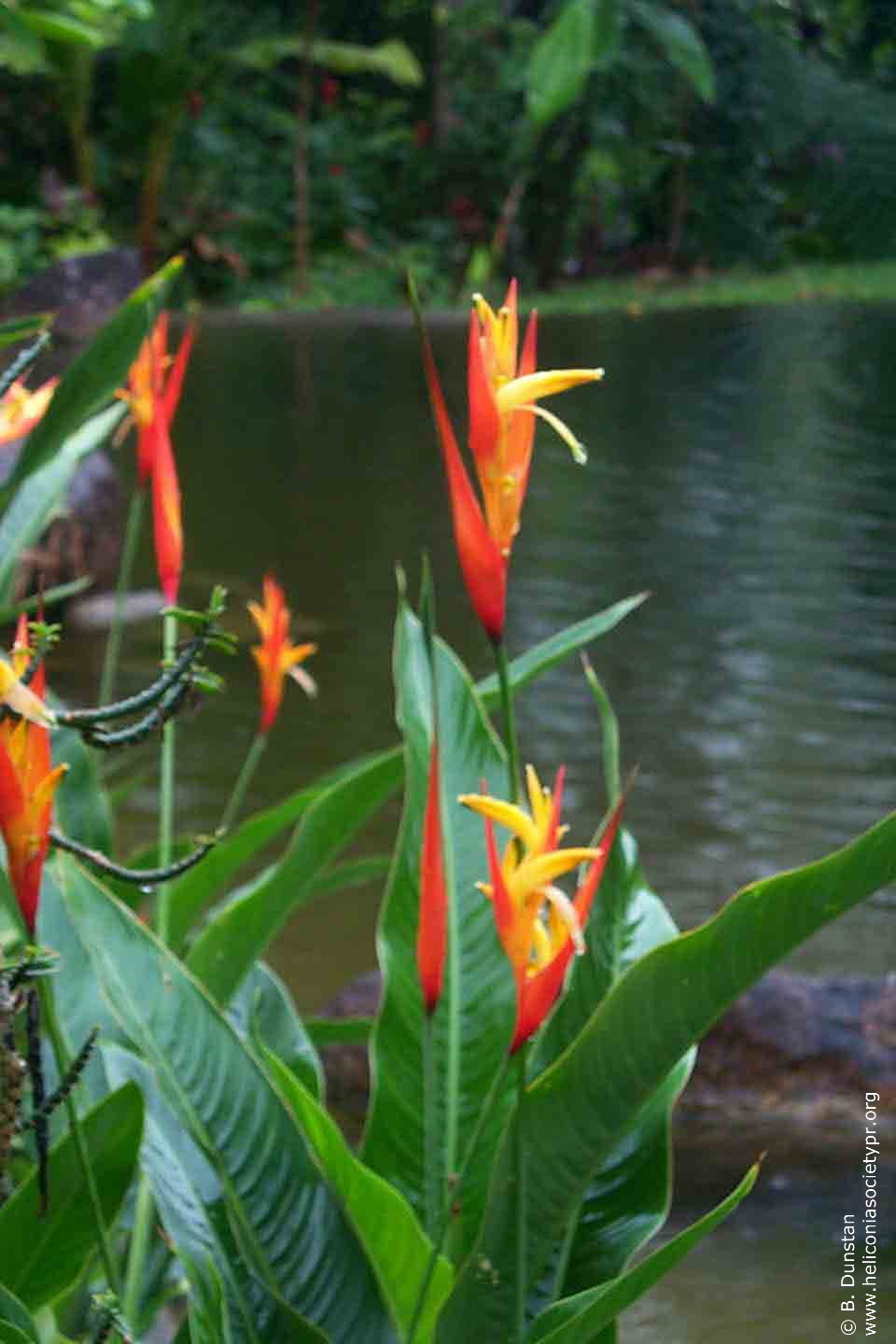 Heliconia densiflora 'Fire Flash'