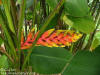 Heliconia episcopalis x standleyi 'Flabellata'