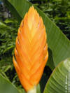 Heliconia episcopalis 'Yellow Spear'