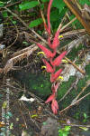 Heliconia fragilis