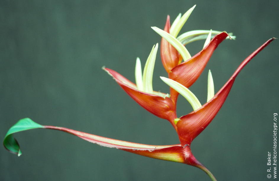 Heliconia gracilis 'Gil Daniels'