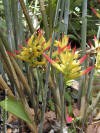 Heliconia hirsuta 'Chumaniana'