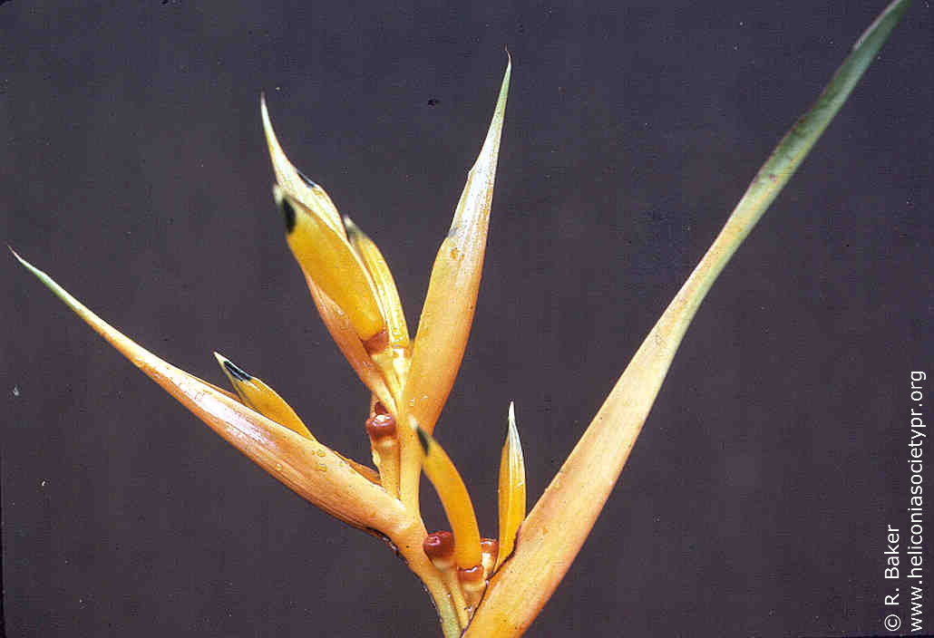 Heliconia hirsuta 'Halloween'