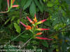 Heliconia hirsuta 'Peru'