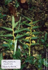 Heliconia indica 'Denisiana'