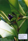 Heliconia indica 'Rabaul'
