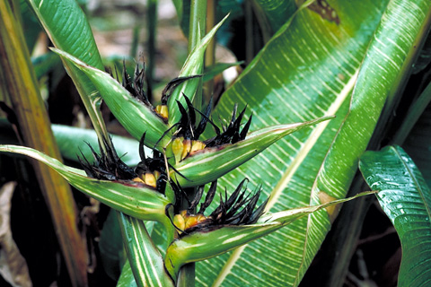 Heliconia indica 'Striata'