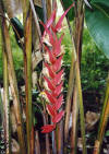 Heliconia lawrenciana