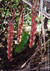 Heliconia laxa