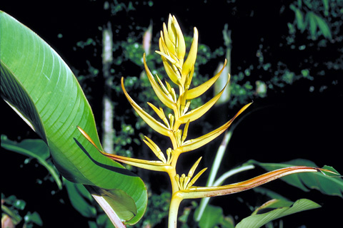 Heliconia lingulata 'Fan'