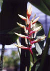 Heliconia lursakdiana