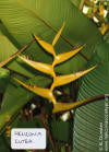 Heliconia lutea