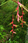 Heliconia maculata