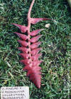 Heliconia mariae x pogonantha holerythra 'Bushmaster'