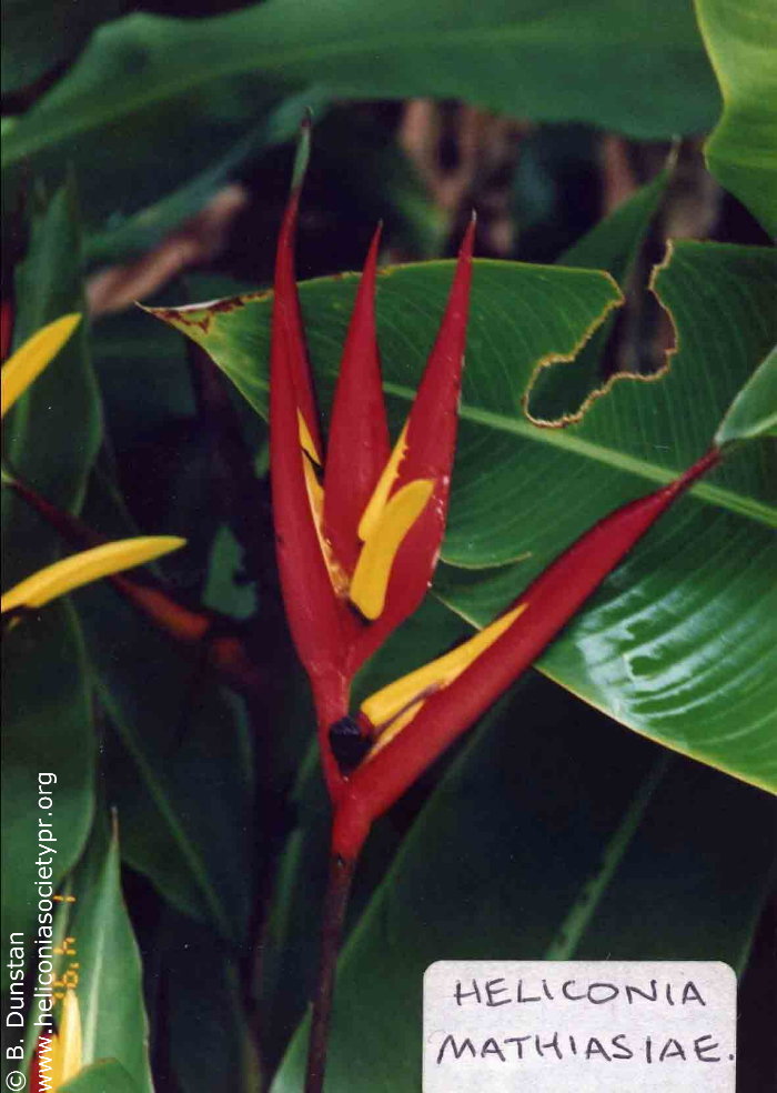 Heliconia mathiasiae 'Mildred'