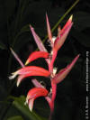 Heliconia metallica (red form)